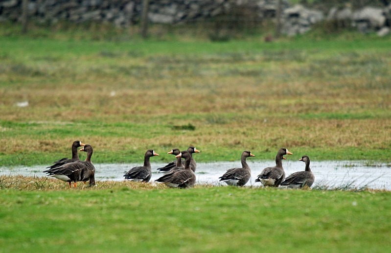 Greater (Greenland) White-fronted Geese - Grey geese