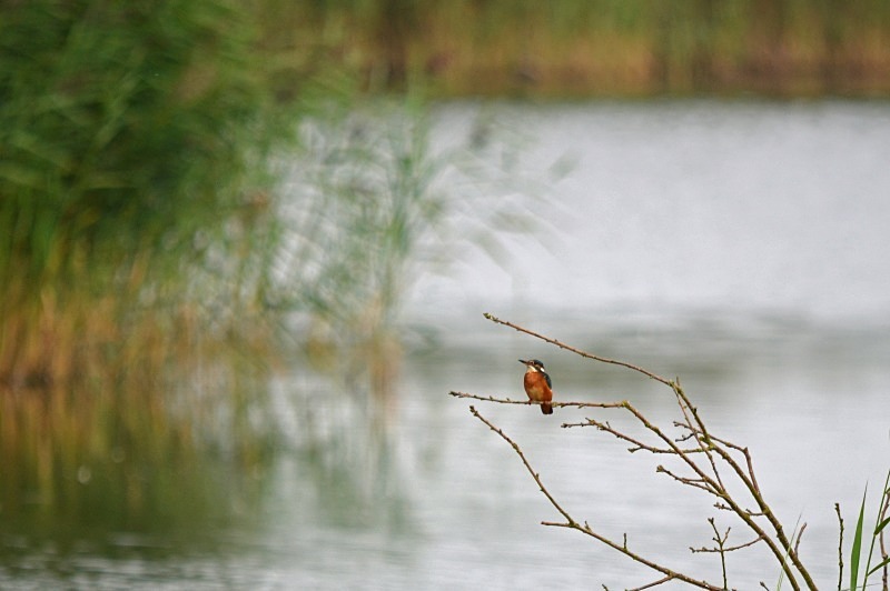 Kingfisher - Kingfishers