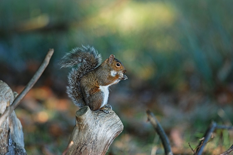 Grey Squirrel - Grey Squirrels