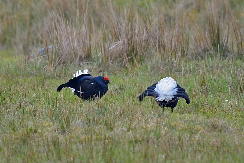 Black Grouse - Game birds
