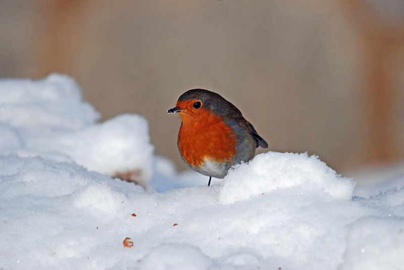 Robin - Robins