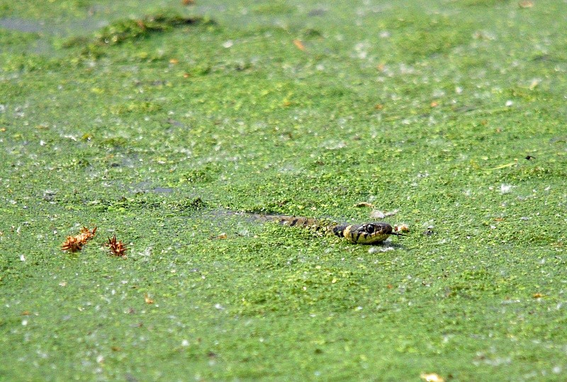 Grass Snake - Snakes
