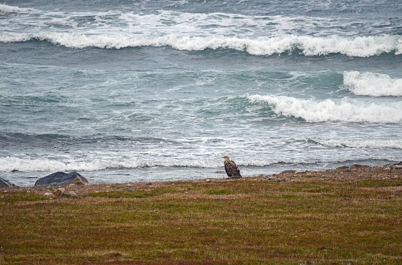 White-tailed Eagle - North Norway