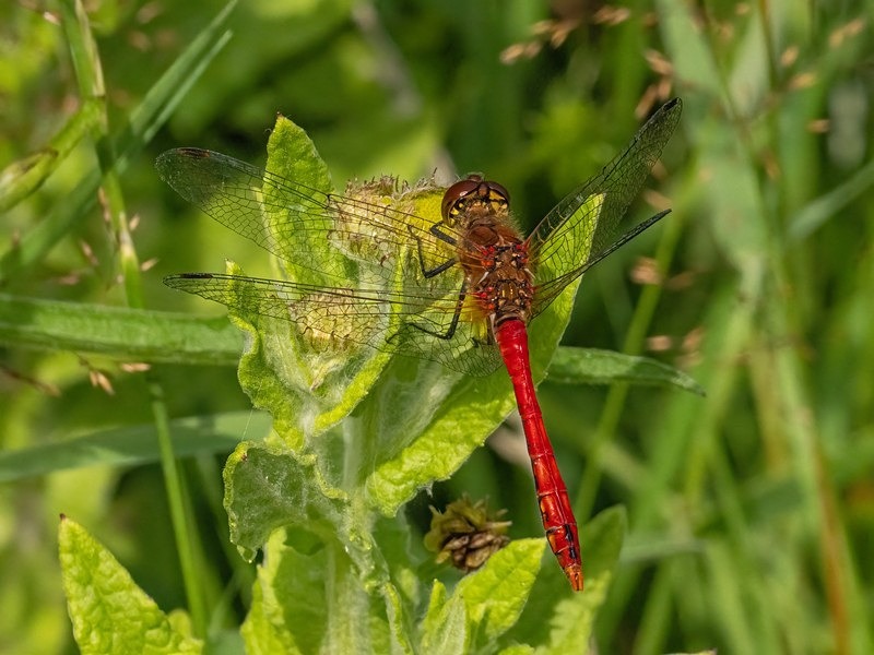 Ruddy Darter - Dragonflies and damselflies