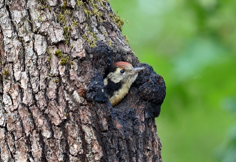 Middle Spotted Woodpecker - Bulgaria