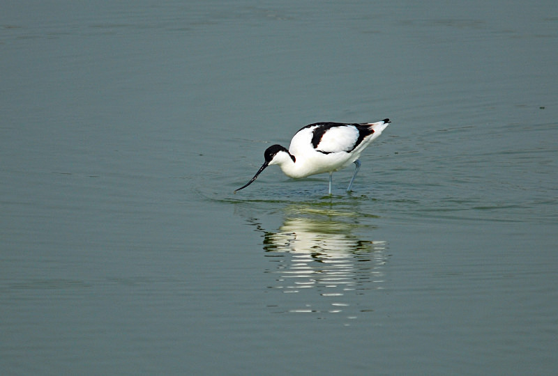 Avocet - Avocets and stilts