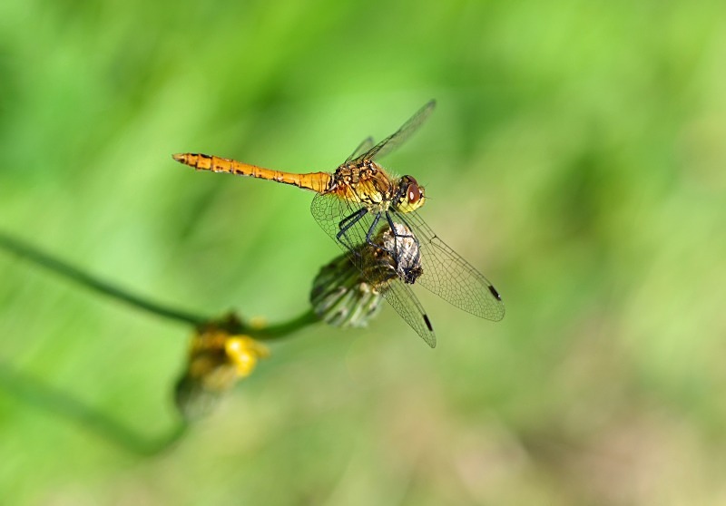 Ruddy Darter - Dragonflies and damselflies