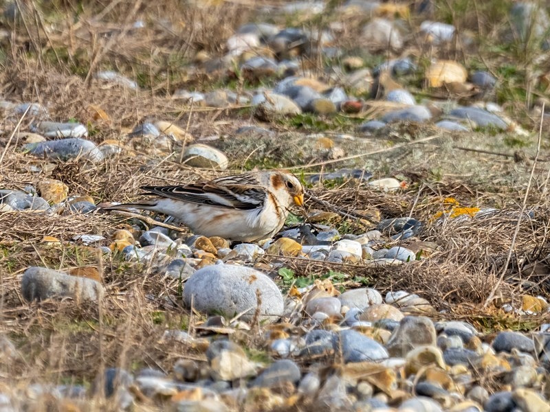 Snow Bunting - Buntings