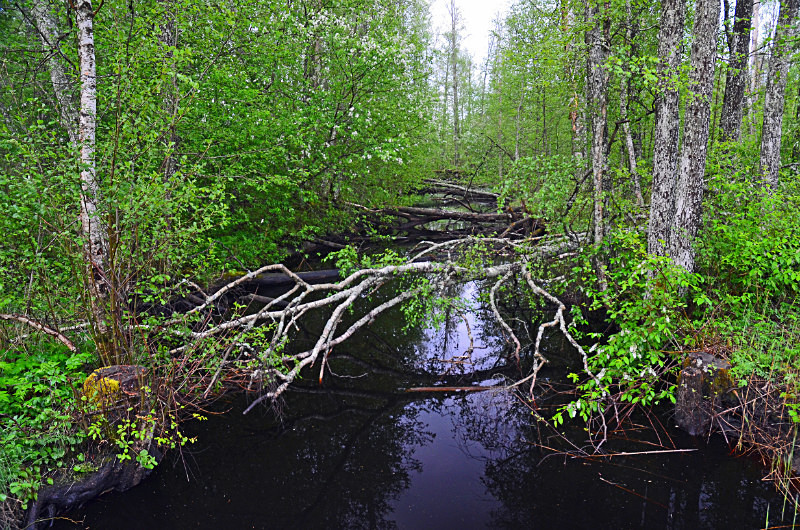 Soomaa National Park, Estonia - Estonia