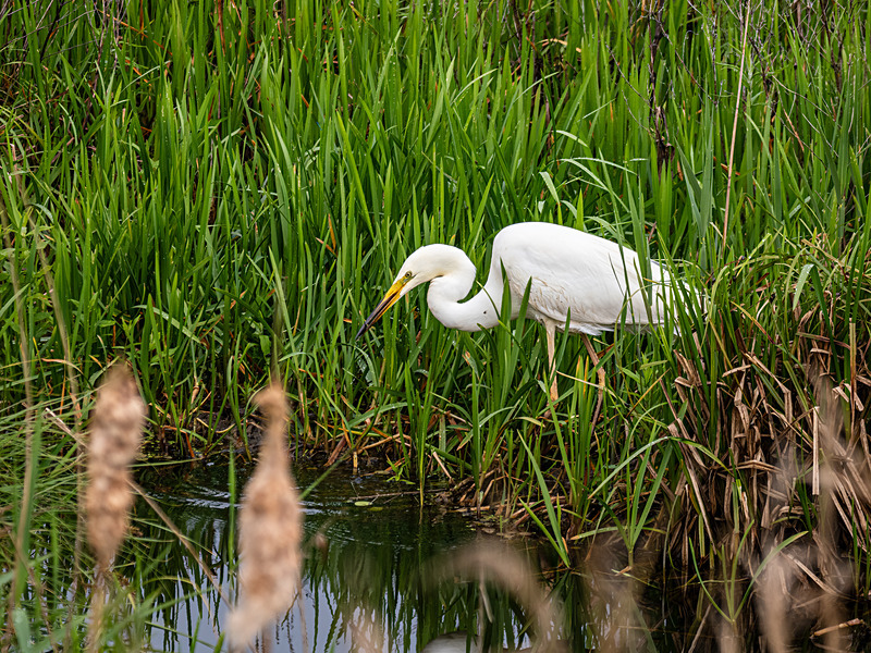 Great White Egret - Latest photos