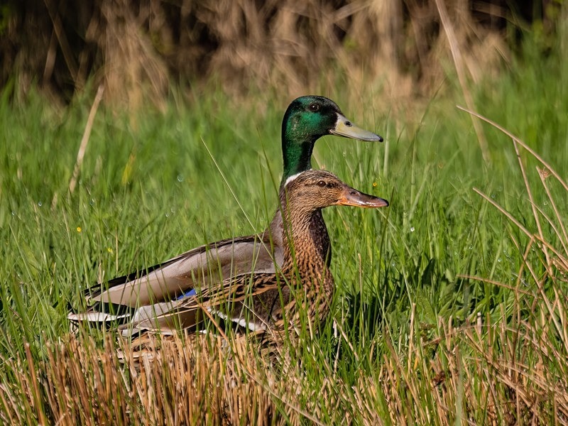 Mallards - Dabbling ducks