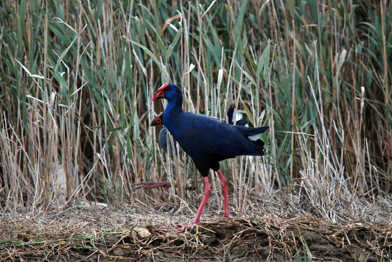 Western Purple Swamphen - Catalunya