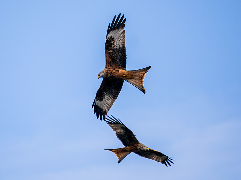 Red Kite - Latest photos