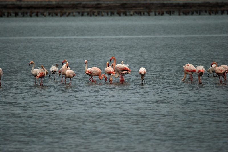 Greater Flamingos - Catalunya