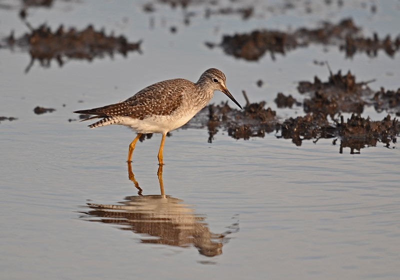 Lesser Yellowlegs - Sandpipers