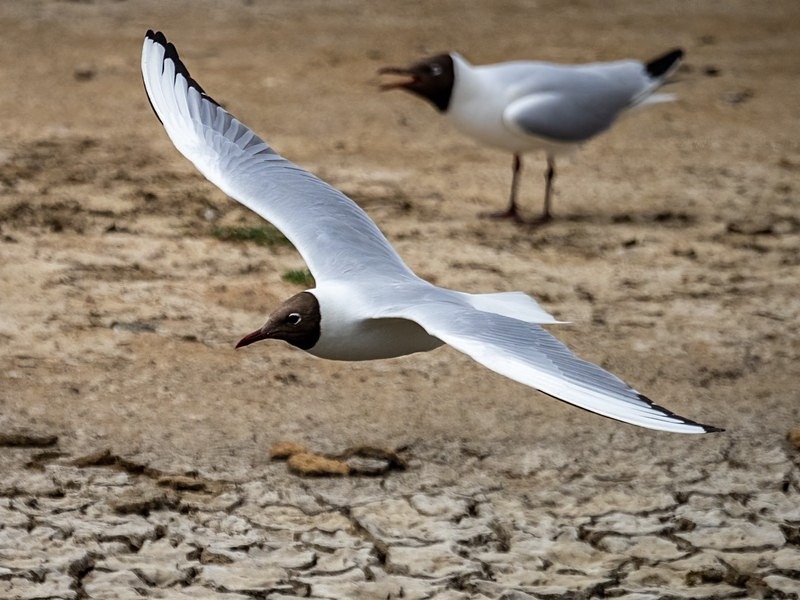 Black-headed Gull - Gulls
