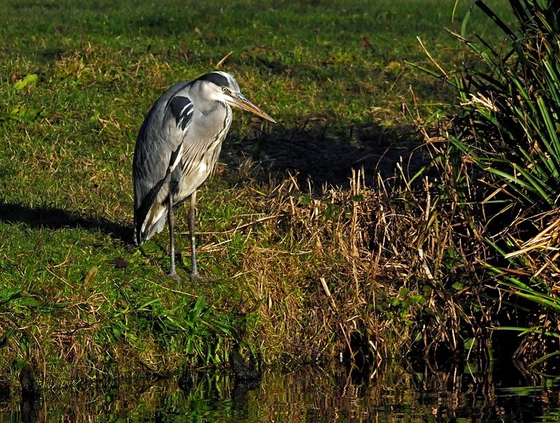 Grey Heron - Herons and egrets