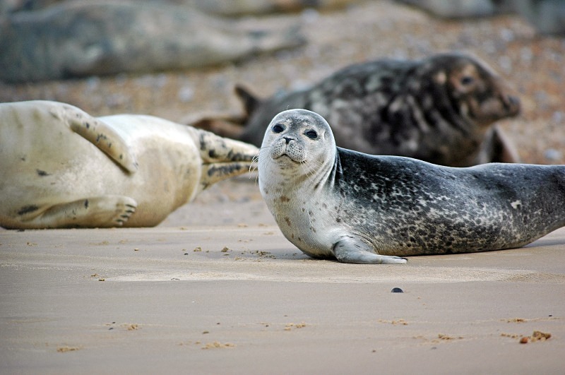 Common Seal - Common Seals