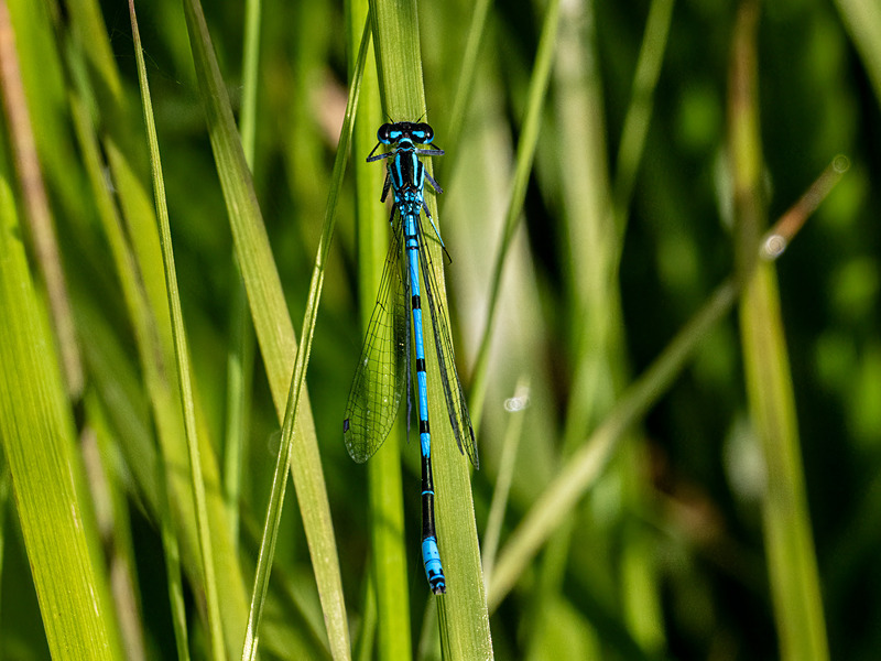 Azure Damselfly - Latest photos