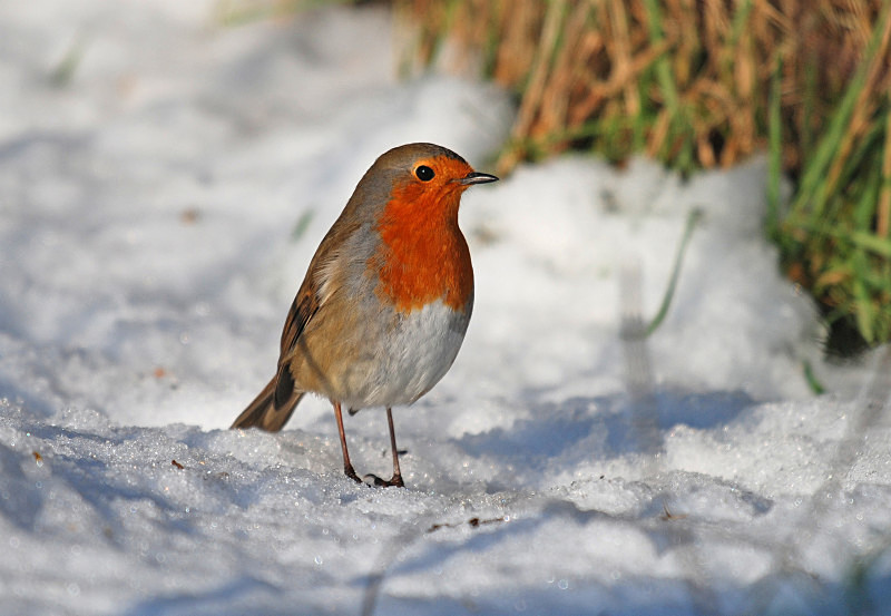 Robin - Robins