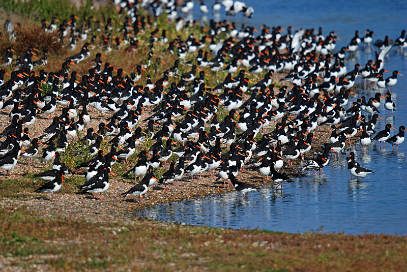 Oystercatchers - Oystercatchers
