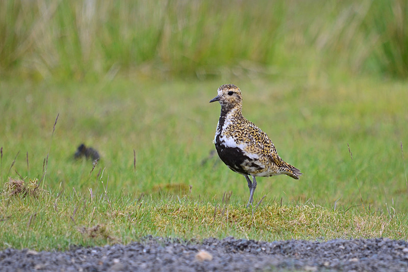 Golden Plover - Plovers