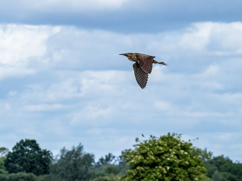 Bittern - Herons and egrets