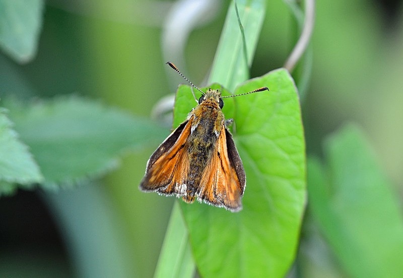 Large Skipper - Butterflies