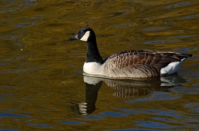 Canada Goose