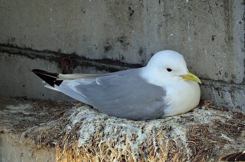Kittiwake - North Norway