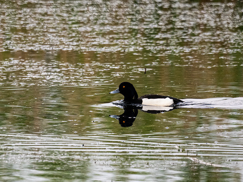 Tufted Duck - Latest photos