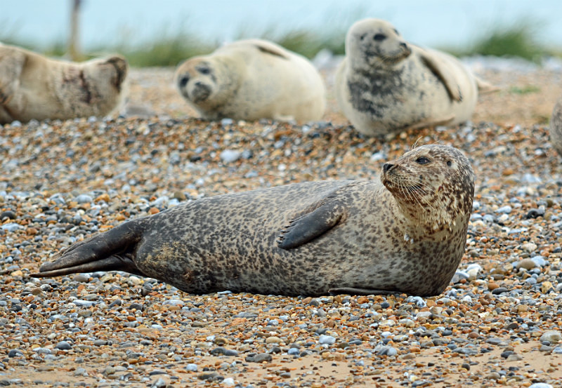 Common Seal - Common Seals