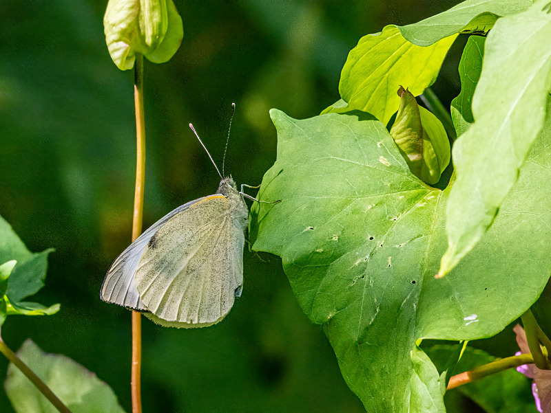 Large White - Latest photos