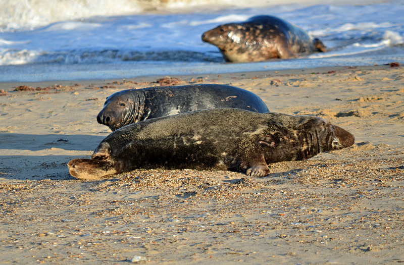 Atlantic Grey Seal - Atlantic Grey Seals