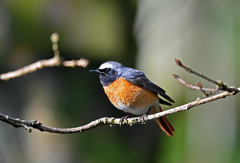 Common Redstart - Chats