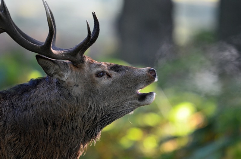 Red Deer - Red Deer