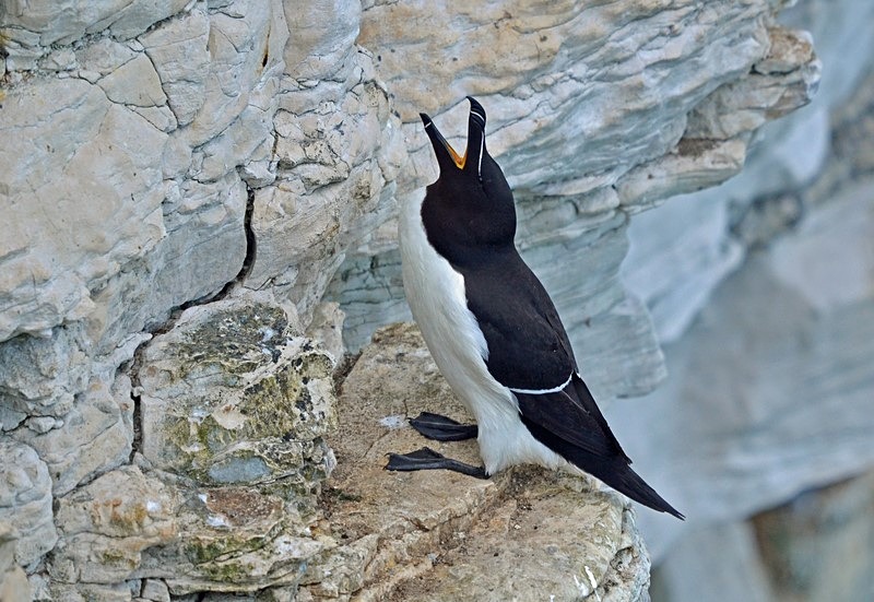 Razorbill - Auks