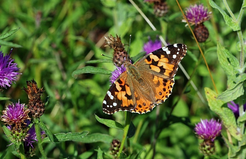 Painted Lady - Butterflies