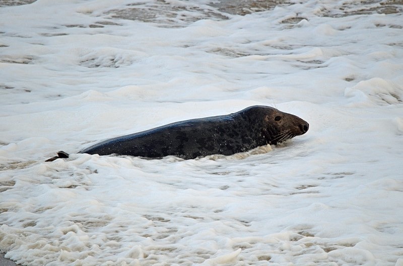 Atlantic Grey Seal - Atlantic Grey Seals
