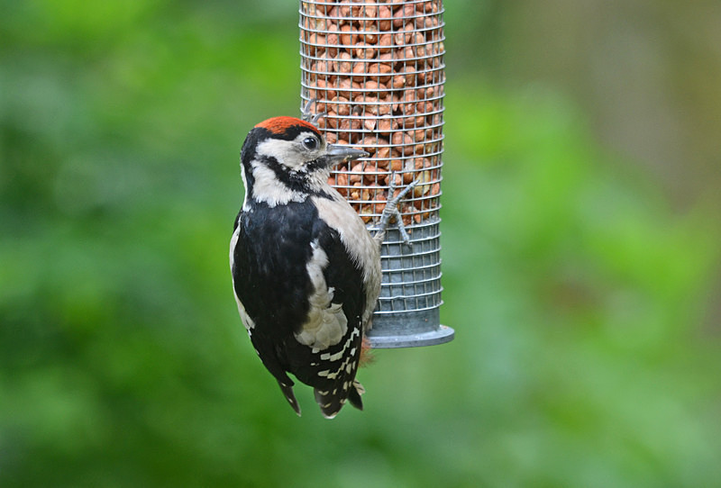 Great Spotted Woodpecker juvenile - Woodpeckers