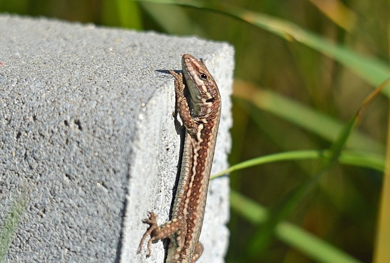 Common Wall Lizard - Bulgaria