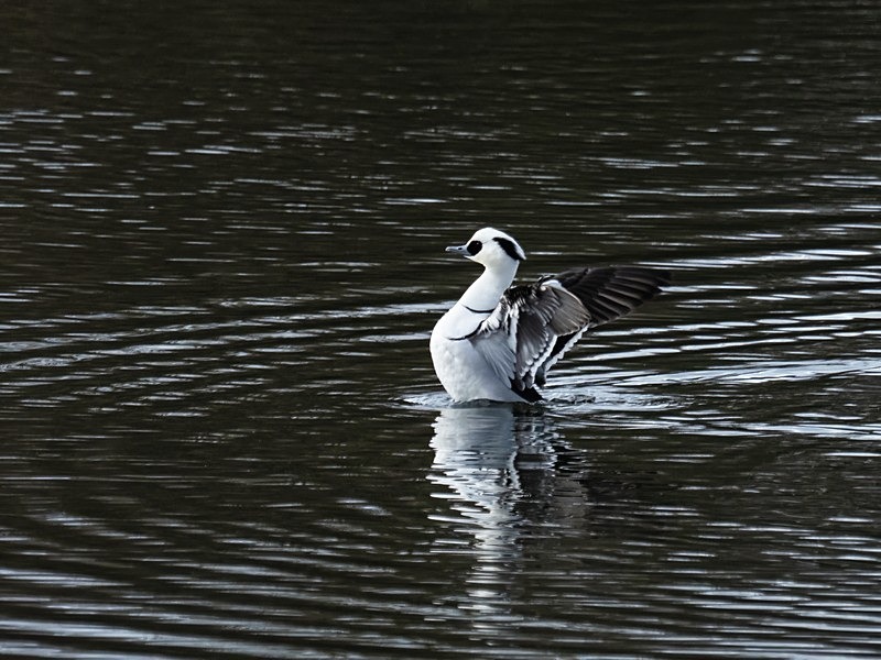 Smew - Sawbills