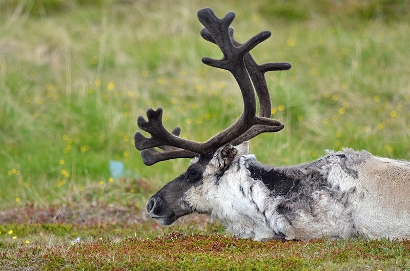 Reindeer - North Norway