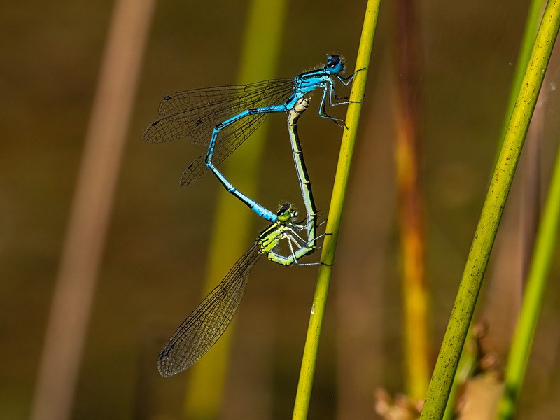 Azure Damselflies - Latest photos
