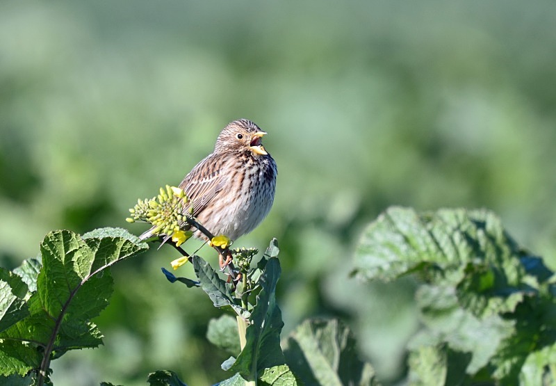 Corn Bunting - Buntings