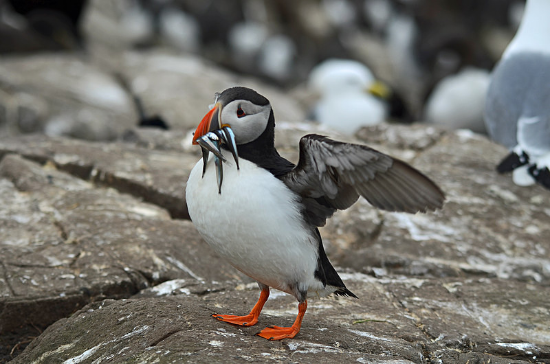 Puffin - Puffins