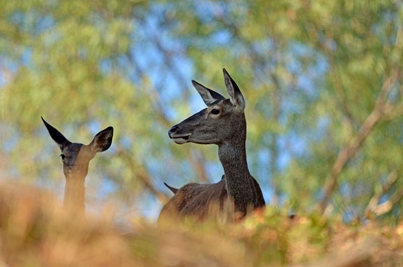 Red Deer - South Spain - September 2013