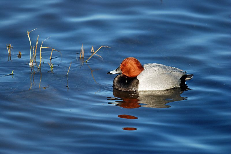 Common Pochard - Diving ducks