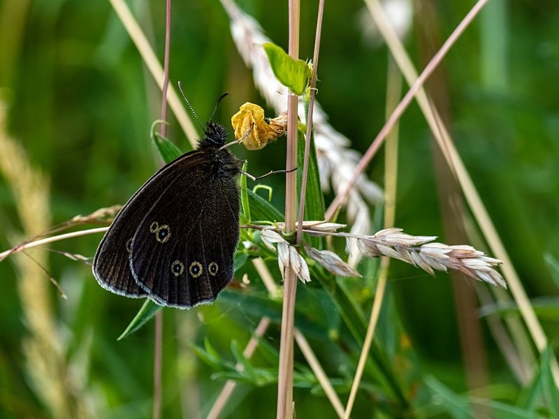 Ringlet - Butterflies