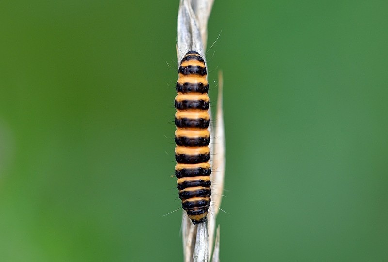 Cinnabar caterpillar - Moths